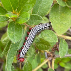 Azalea caterpillar