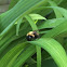 Carpenter Bee