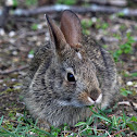 Eastern Cottontail Rabbit