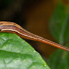 Tiger leech