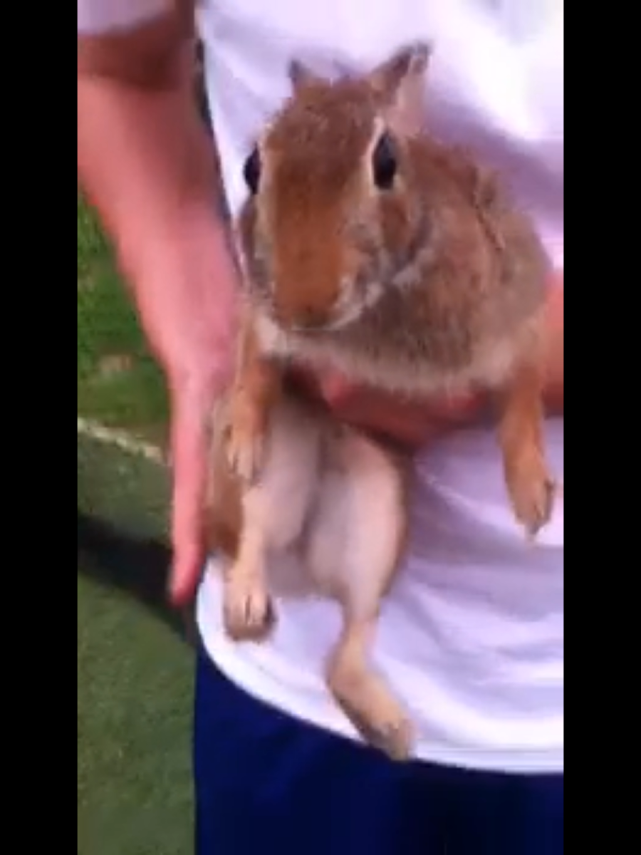 Eastern Cottontail