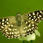 Indian Grizzled Skipper