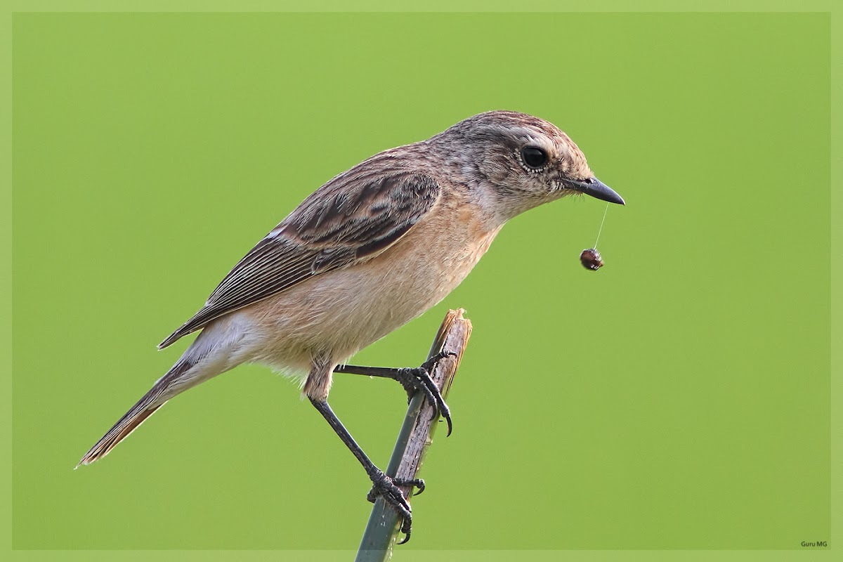 Common stonechat female