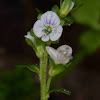 Thyme-leaved Speedwell