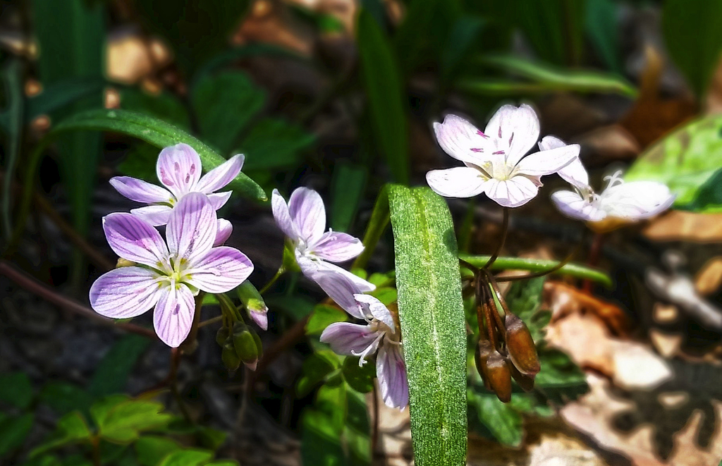 Spring Beauty