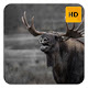 Moose Wallpaper HD New Tab Theme©