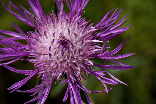 Cambre - 19/06/2014 - Sony NEX-3N - Pentacon Auto 50mm f1.8 Centaurea nigra