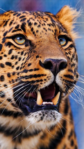 免費下載個人化APP|Animal Wallpapers HD app開箱文|APP開箱王