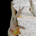 Puerto Rican Crested Anole