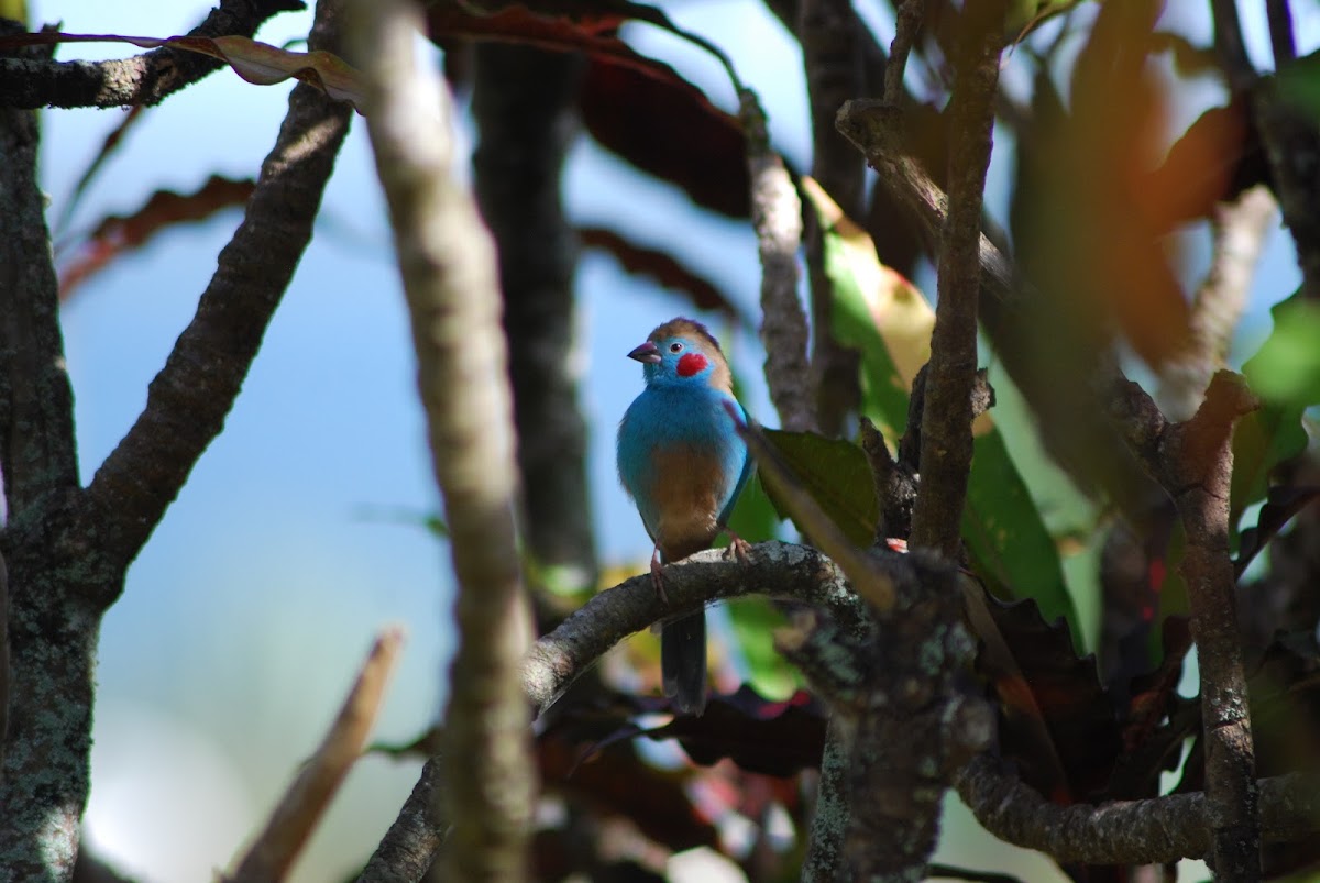 Red-Cheeked Cordon Bleu