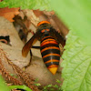 Japanese Giant Hornet