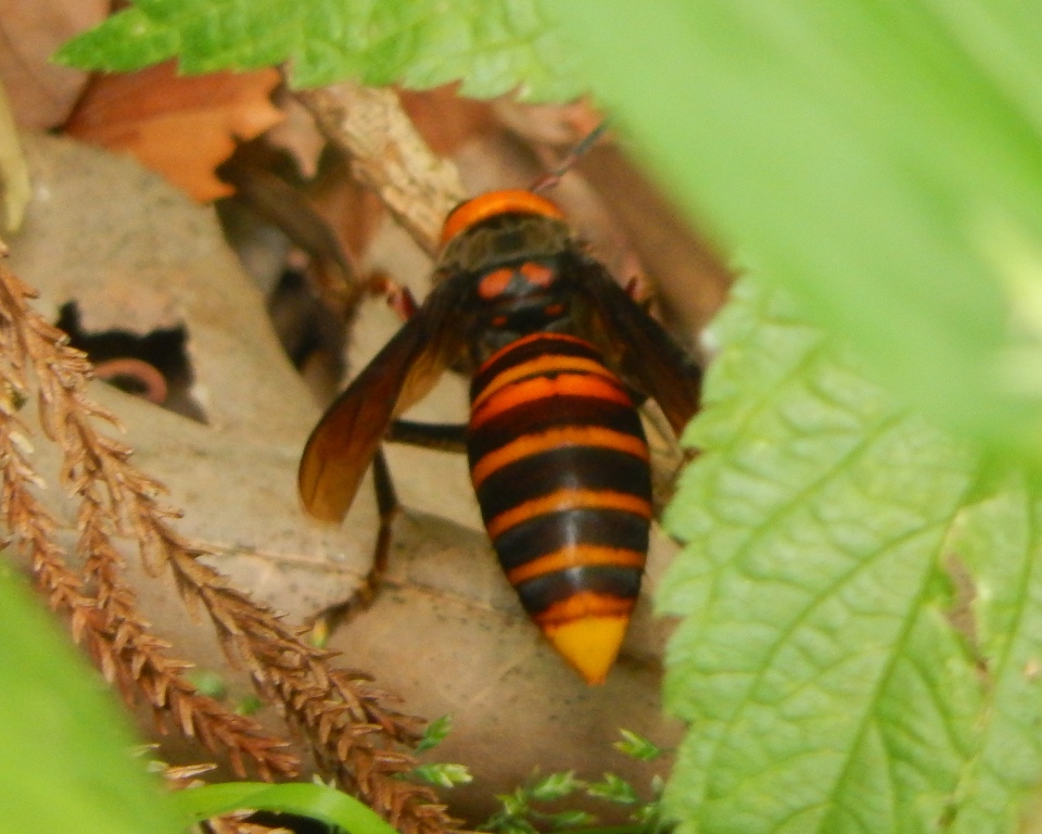 Japanese Giant Hornet