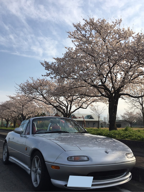 ロードスターの平日ドライブ・桜とコラボ・伊豆半島・コロナウイルスに負けるなに関するカスタム事例の投稿画像1枚目
