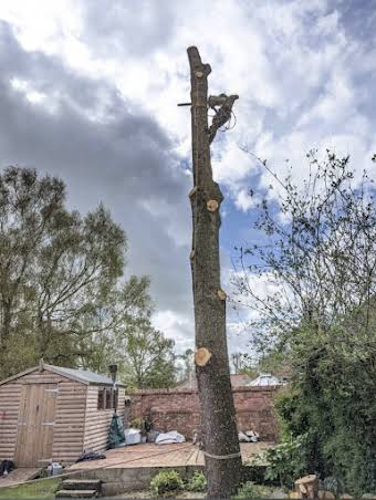 Large Cedar removal.  album cover