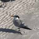 Royal Tern