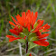 Scarlet Indian-paintbrush