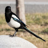 Magpie; Urraca