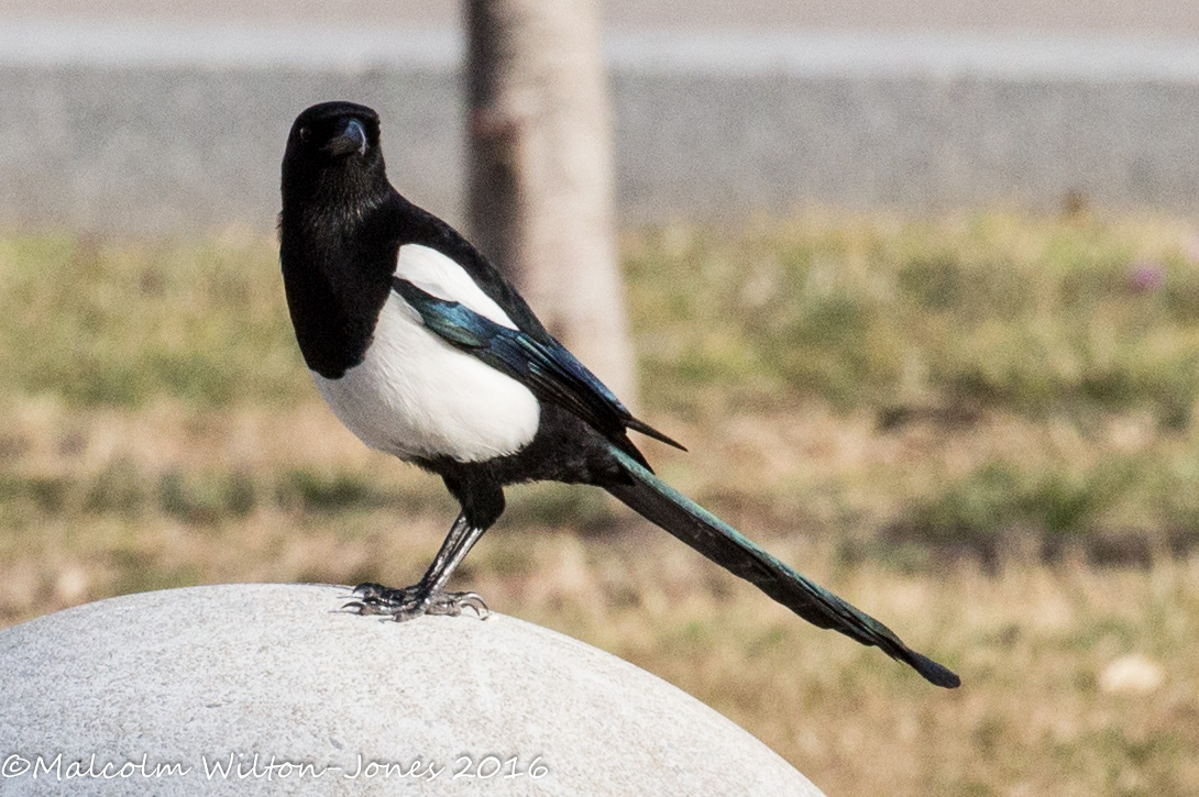 Magpie; Urraca