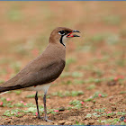 Oriental Pratincole