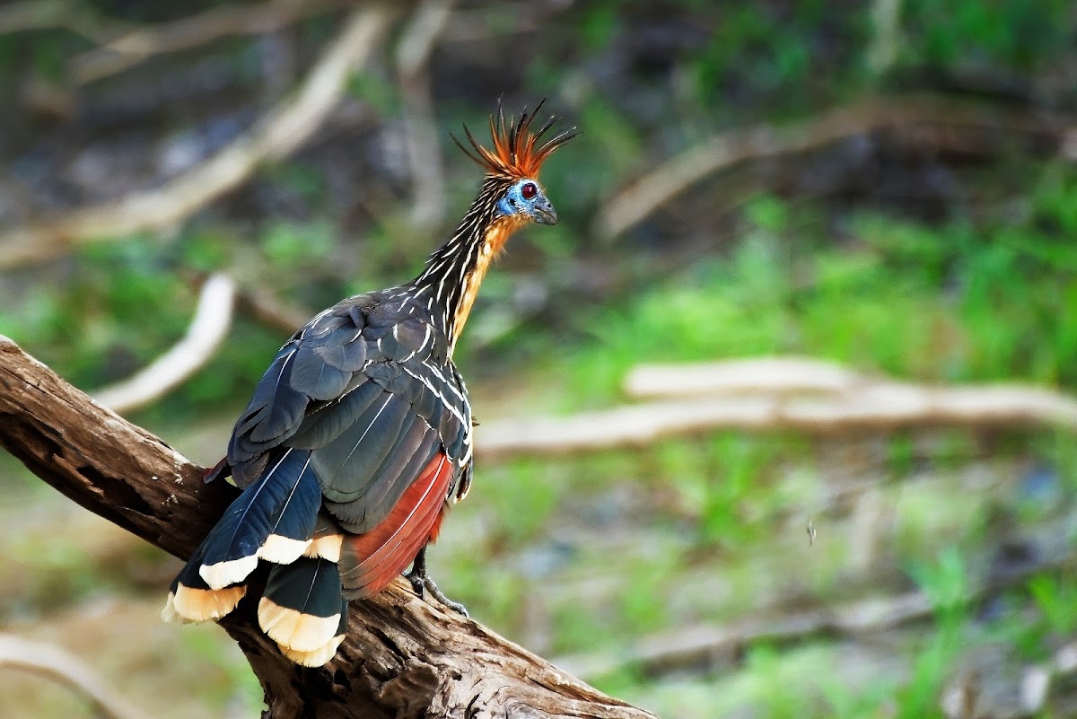 Cigana (Hoatzin)