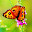 Butterfly New Tab Page Top Wallpapers Themes