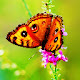 Butterfly New Tab Page Top Wallpapers Themes