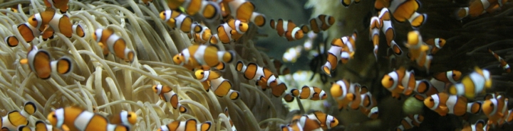 Alla ricerca di Nemo di Totta