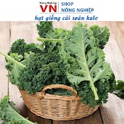 Sale 1K - 35H Hạt Giống Cải Kale Xoăn - Vua Của Các Loại Rau Xanh - Ăn Ngon, Dễ Trồng, Giàu Dinh Dưỡng Nhất