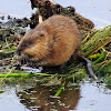 Muskrat