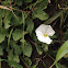 field bindweed