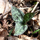 Toadshade Trillium