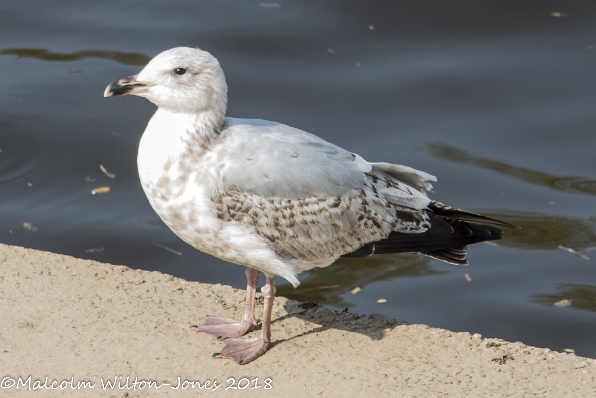 Herring Gull