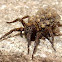 Wolf spider,female