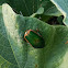 Green June Beetle