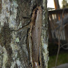 Olive-green Swamp Grasshopper