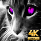 Download Cat Wallpapers HD For PC Windows and Mac 1.0.0