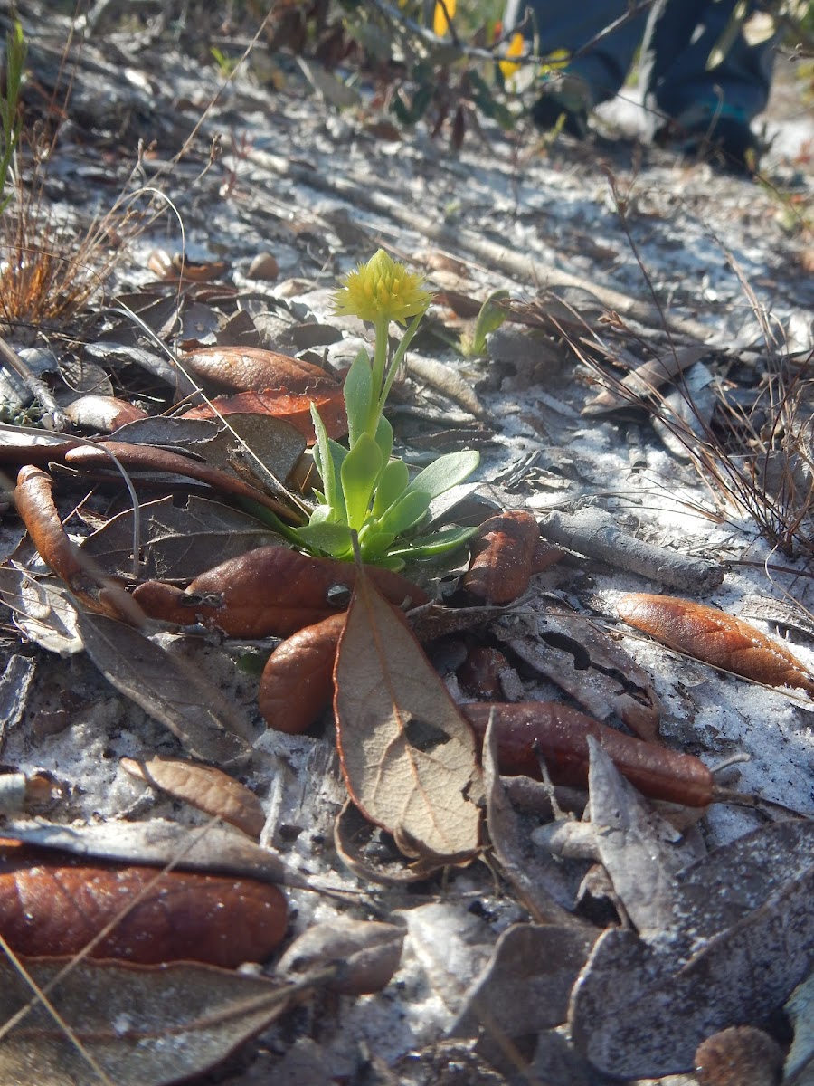 Milkwort