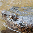 Common Snapping Turtle