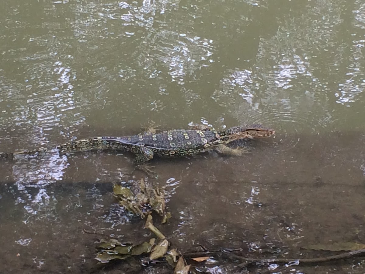 Water Monitor