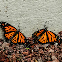 Monarch butterfly