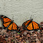 Monarch butterfly