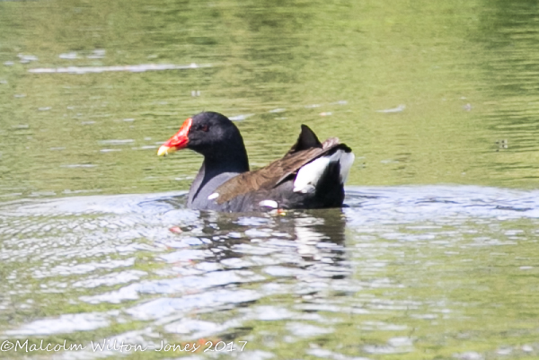 Moorhen