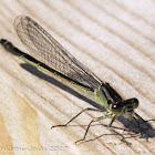 Common Bluetail