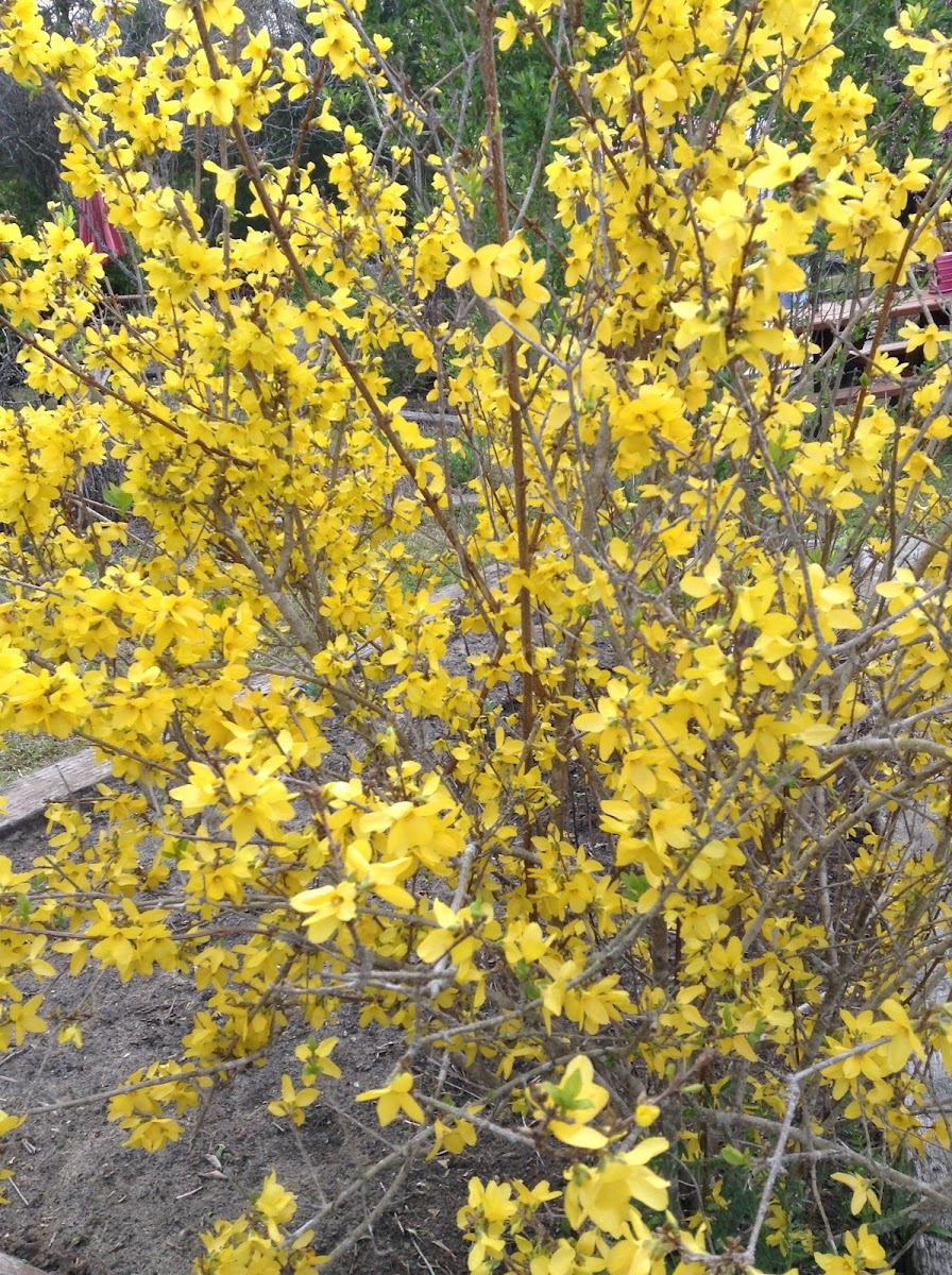 Forsythia