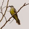 Western Kingbird