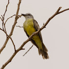 Western Kingbird