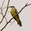 Western Kingbird