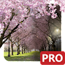 Spring Cherry Blossom Live Wal icon