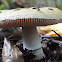 Jewelled amanita