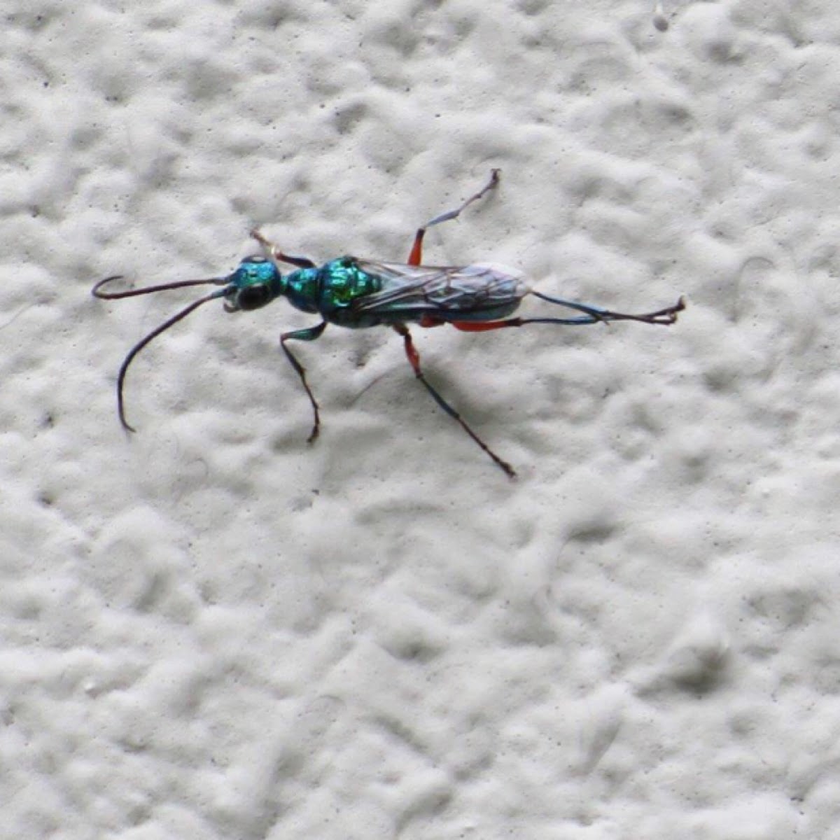 Emerald cockroach wasp